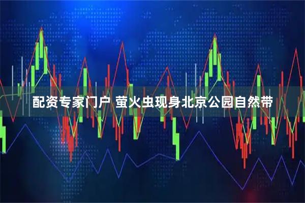 配资专家门户 萤火虫现身北京公园自然带